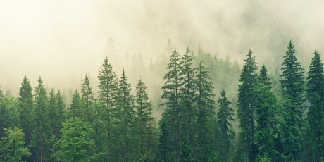 legna-pellet. quale conviene